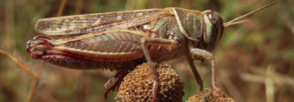 Image d'illustration